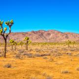 Dr. Ruiz cleans up trash at Joshua Tree National Park