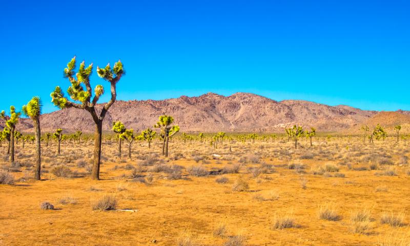 Dr. Ruiz cleans up trash at Joshua Tree National Park